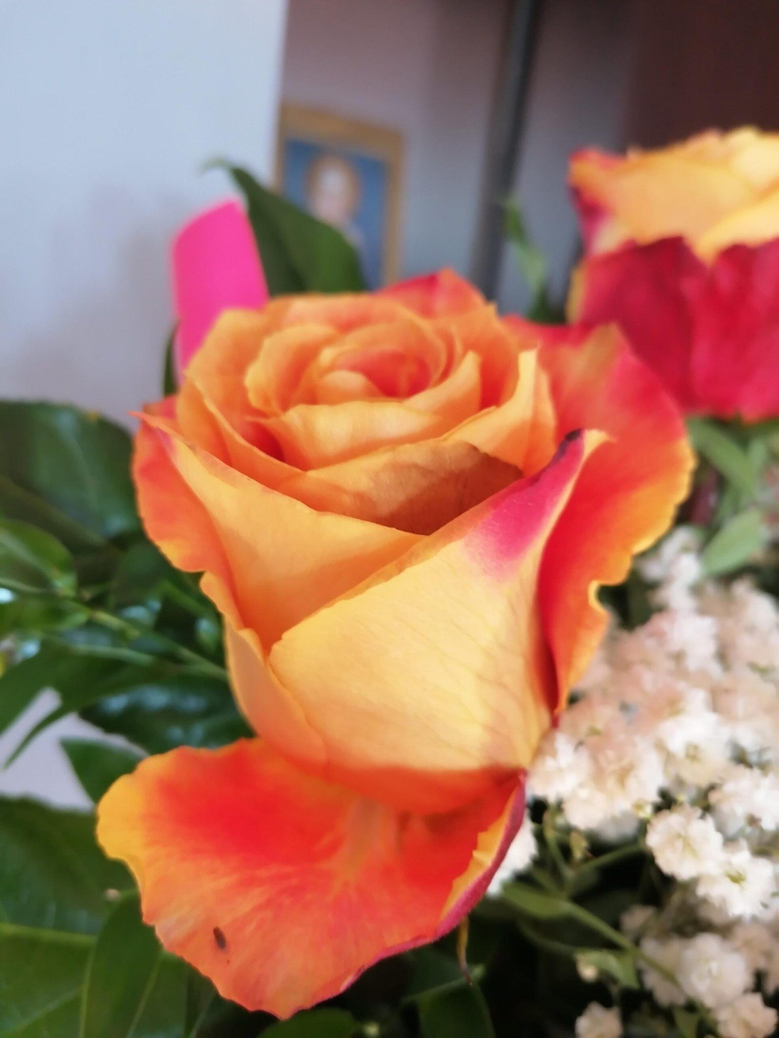 can i plant knockout roses in pots can i plant knockout roses in pots