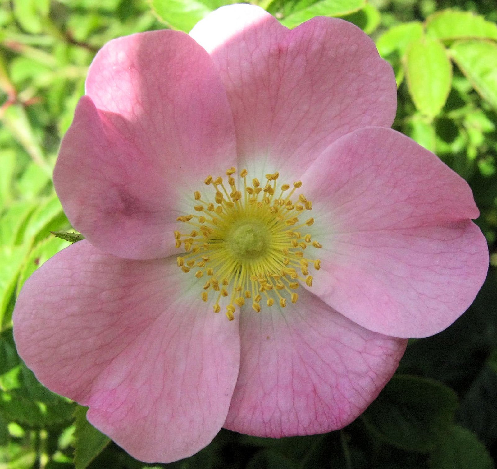 how to bonsai desert rose