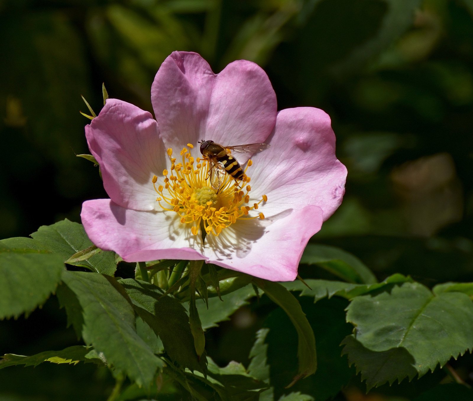 how deadhead roses