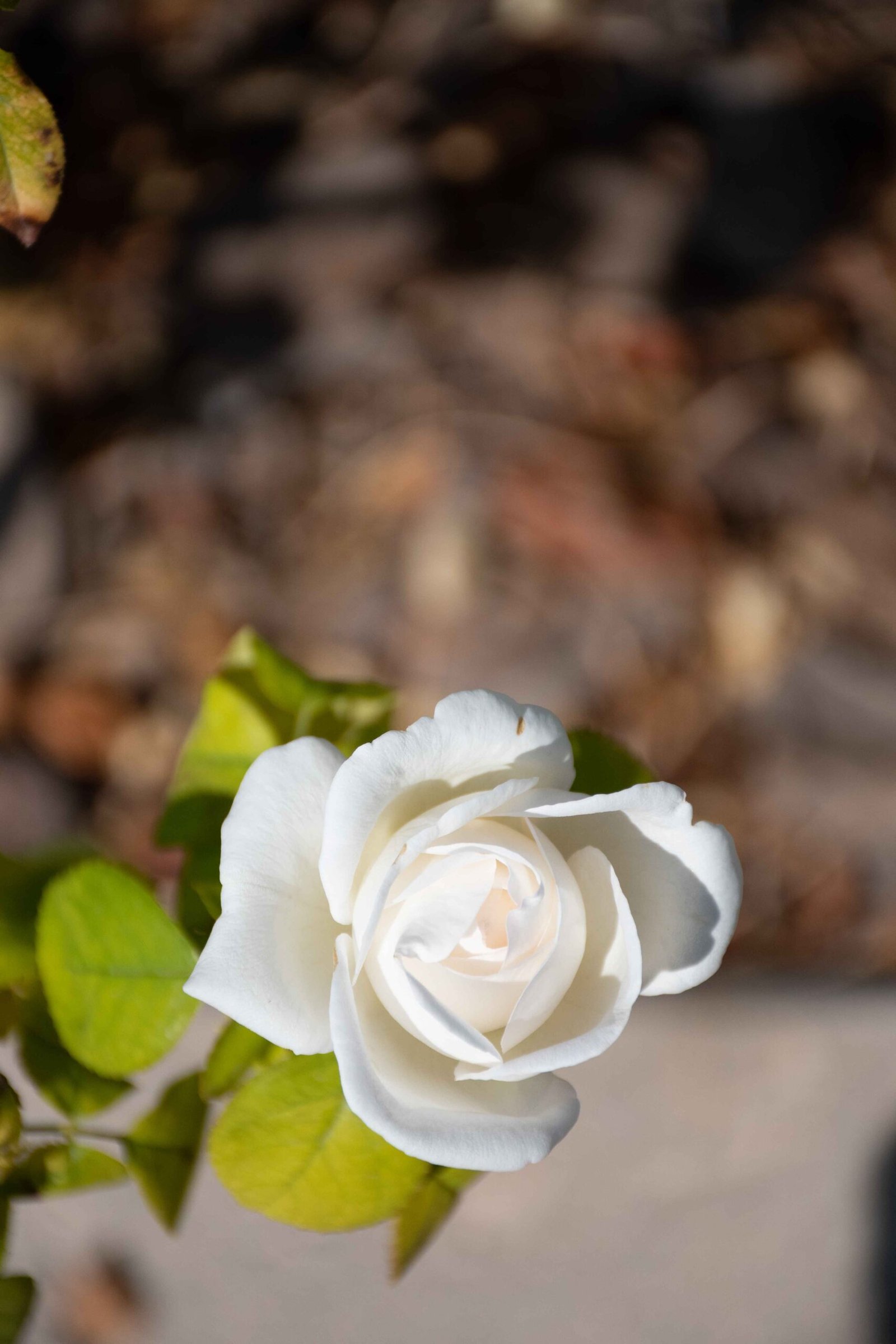 how to plant rose cuttings in soil