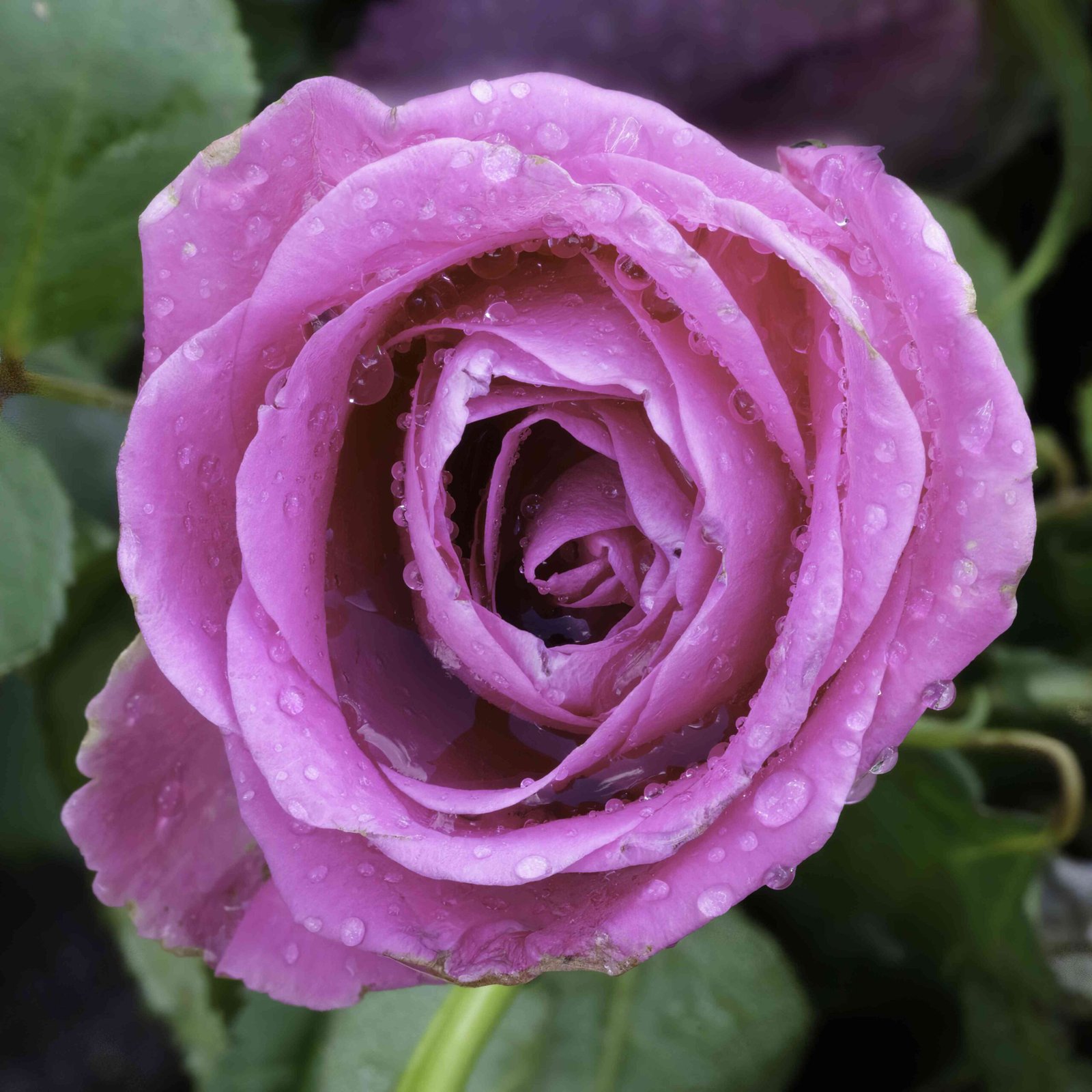 how to dry a rose in the microwave