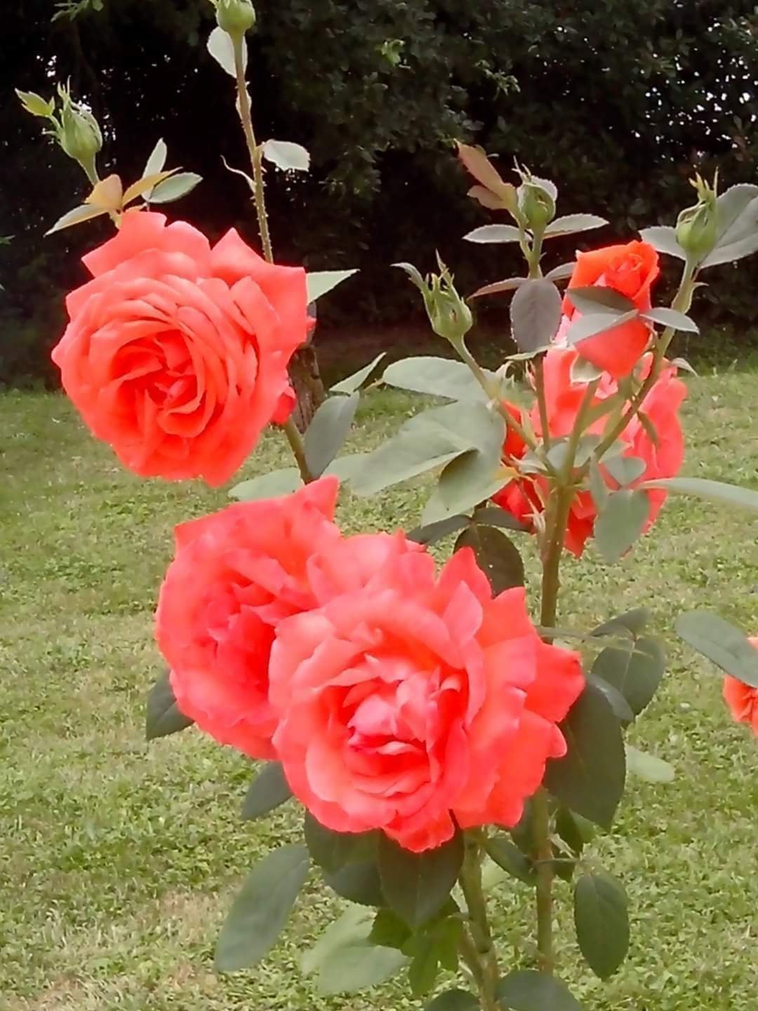 how to grow tea roses in pots