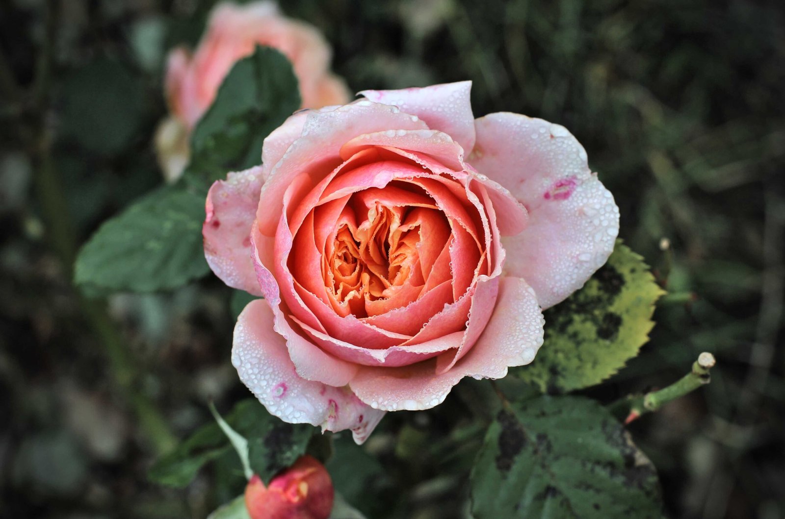 how to fix drooping rose bush