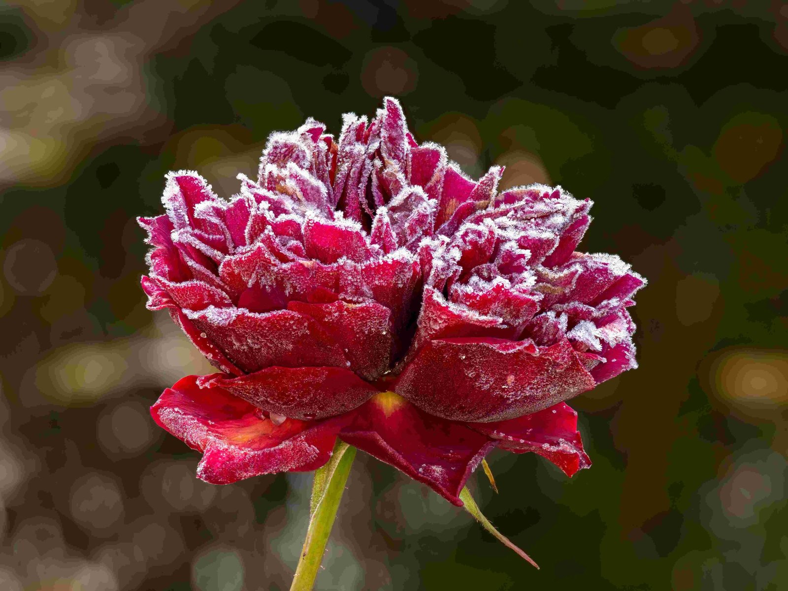 how to dry a rose in the microwave