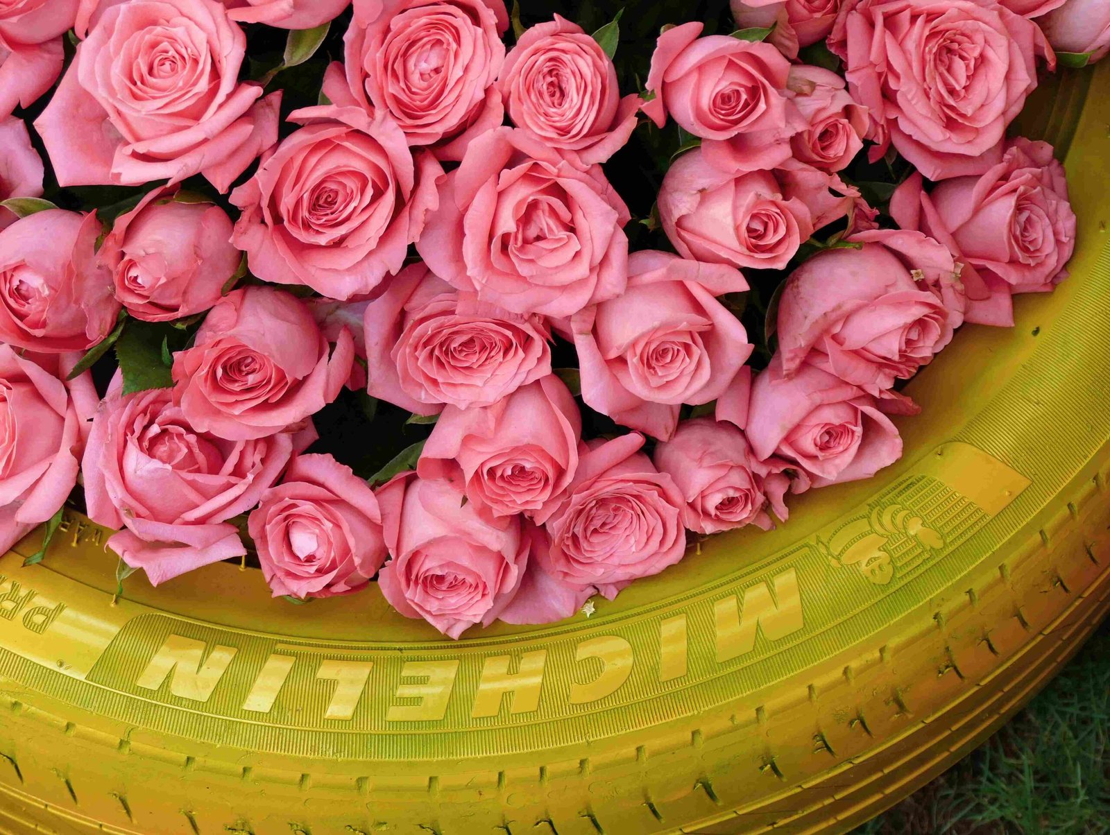 how to grow tea roses in pots