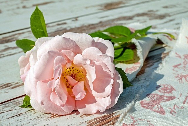 rose 1 3