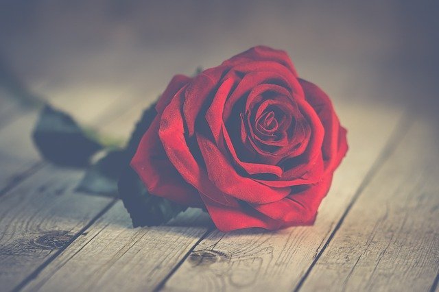 rose 10 15
