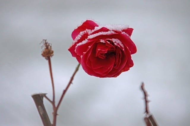 rose 11 4