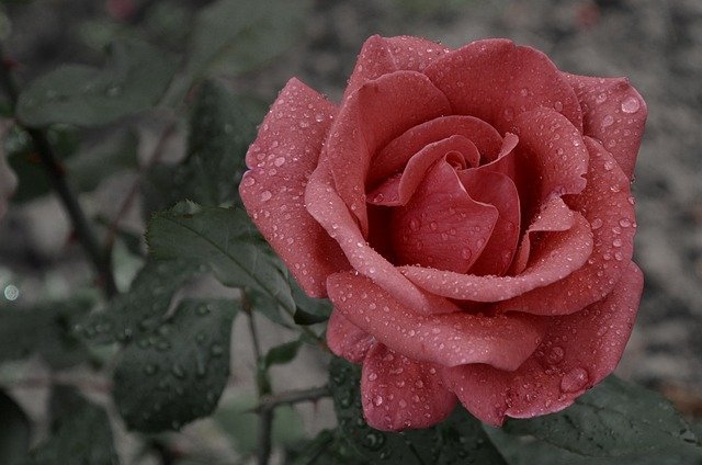 rose 12