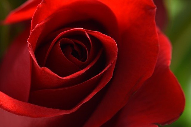 rose 13 6