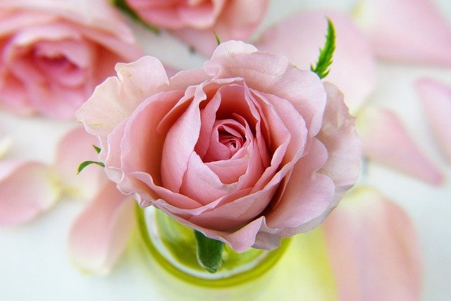 rose 14 1