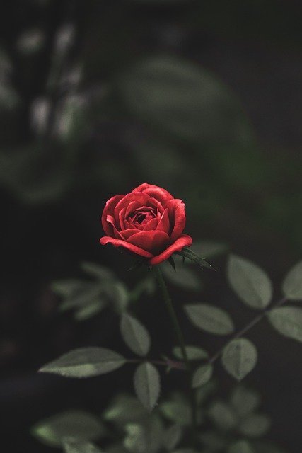rose 15 3