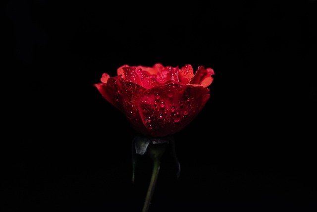 rose 16 4