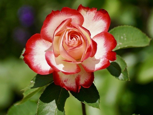 rose 17
