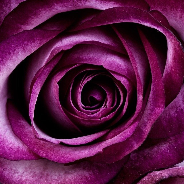 rose 18