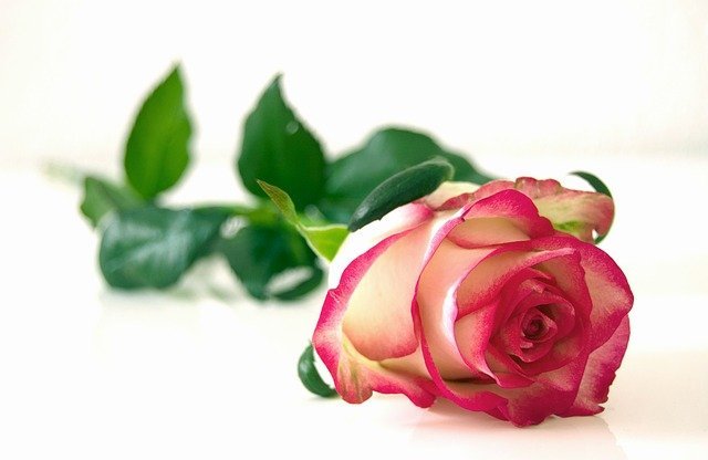 rose 19 16