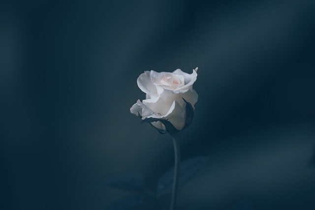 rose 2