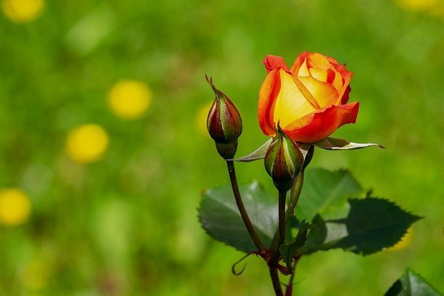 rose 20 10