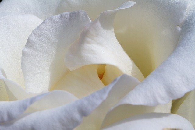 rose 21 1