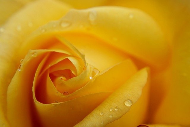 rose 22 1