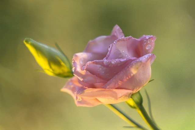 rose 23 19
