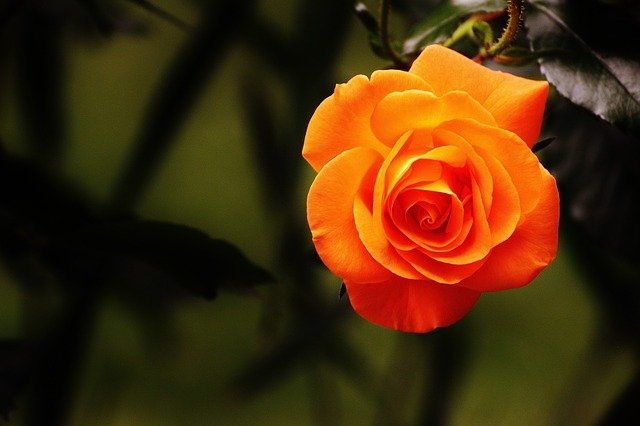 rose 24 10