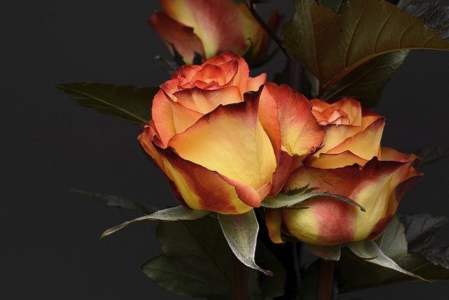 rose 25 3