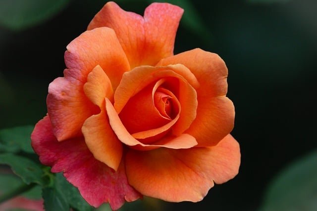 rose 26 2