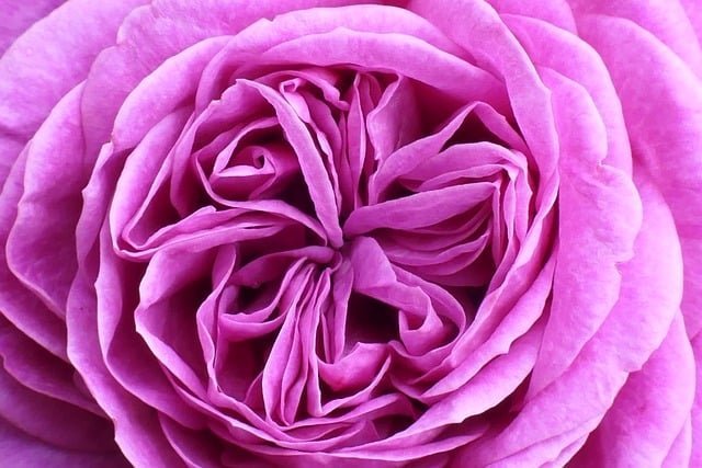 rose 27 4