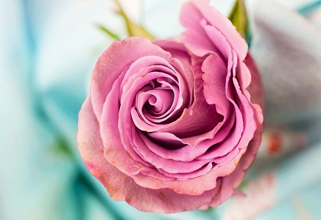 rose 28