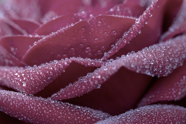 rose 29 5