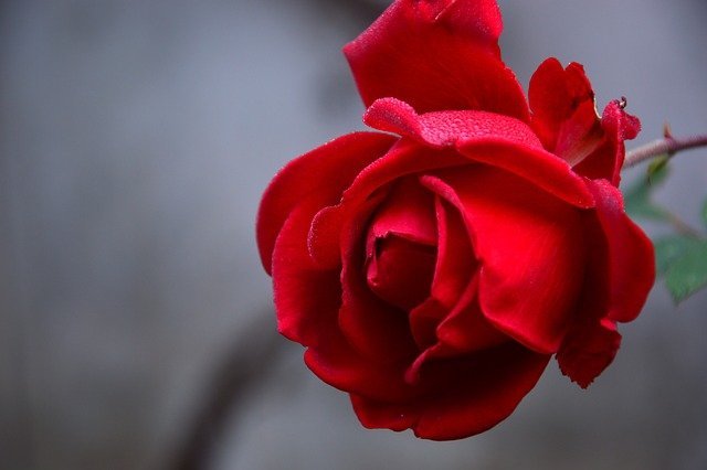 rose 3 1