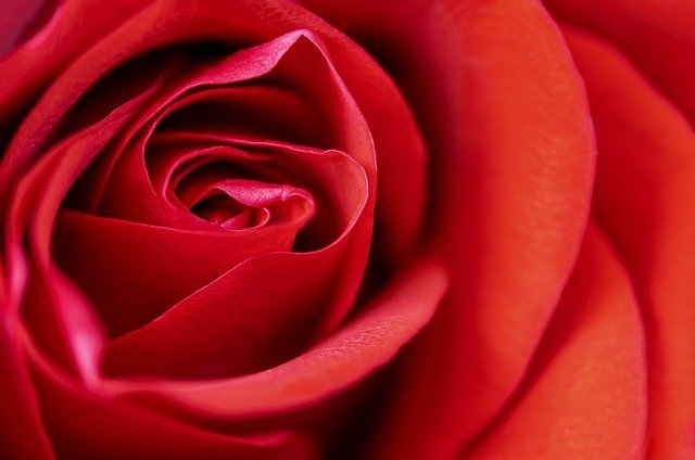 rose 30 12