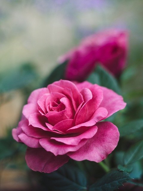 rose 4 6