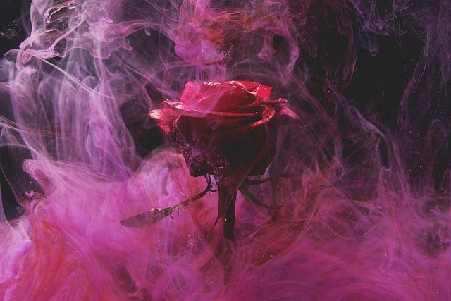 rose 5 1