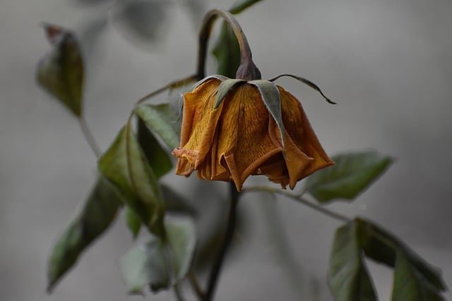 rose 6 1