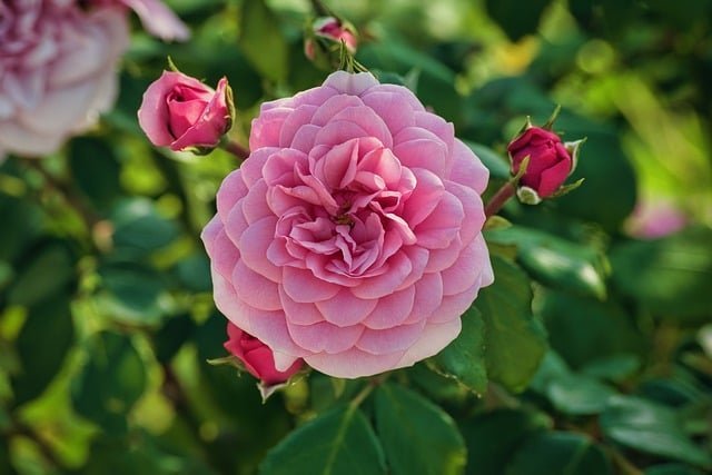 rose 7 1