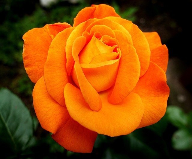 rose 8 13