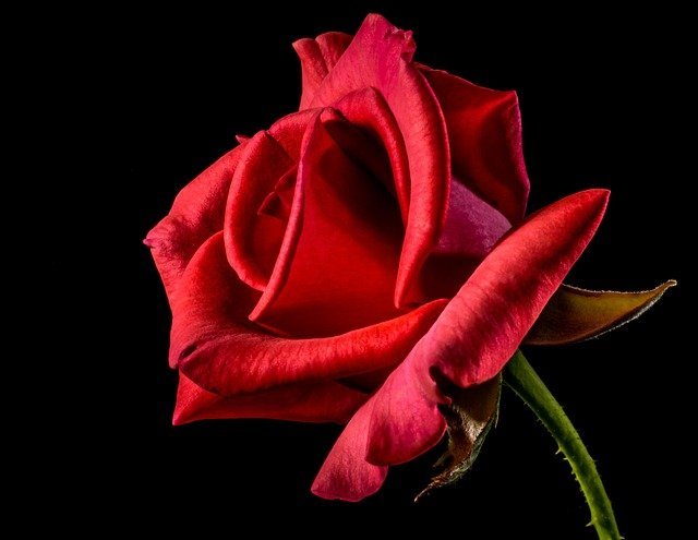 rose 9